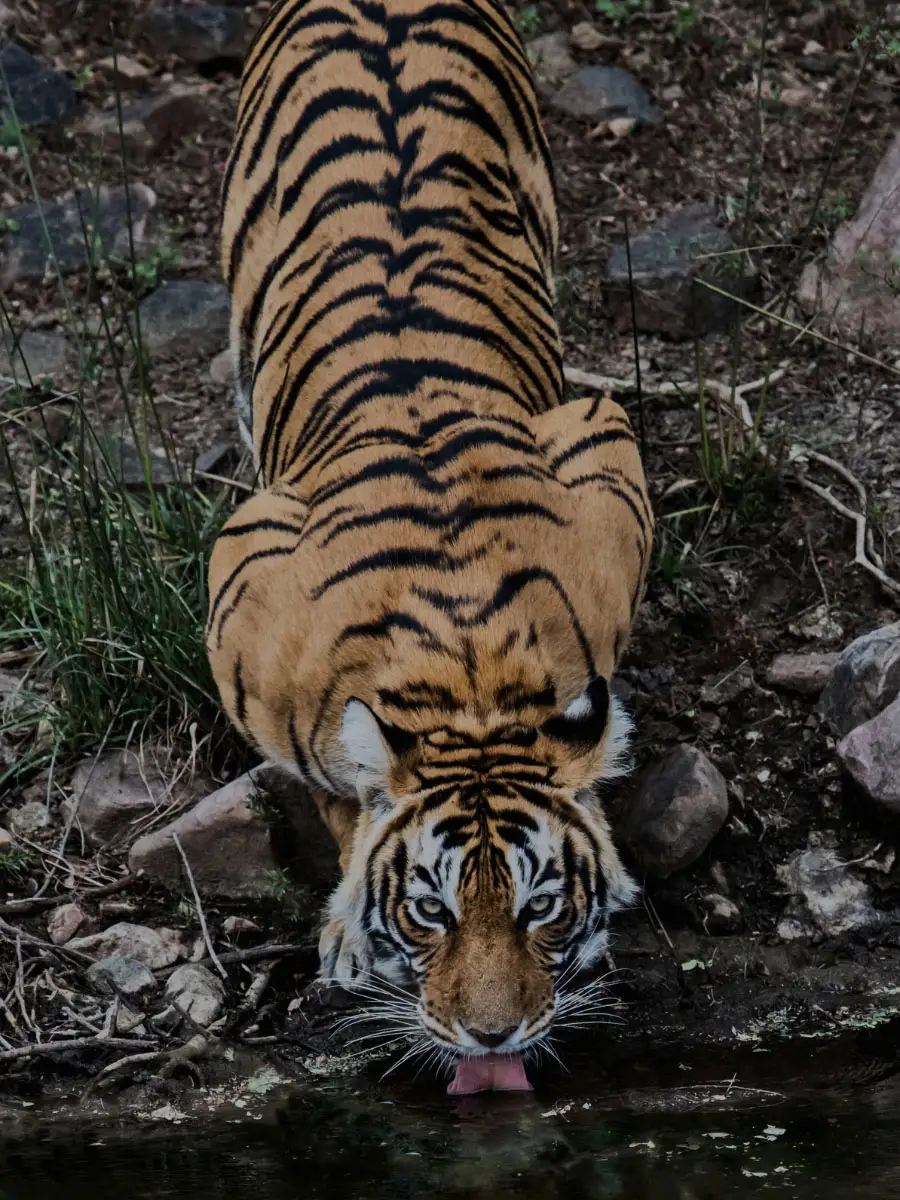 Golden triangle & ranthambore tour